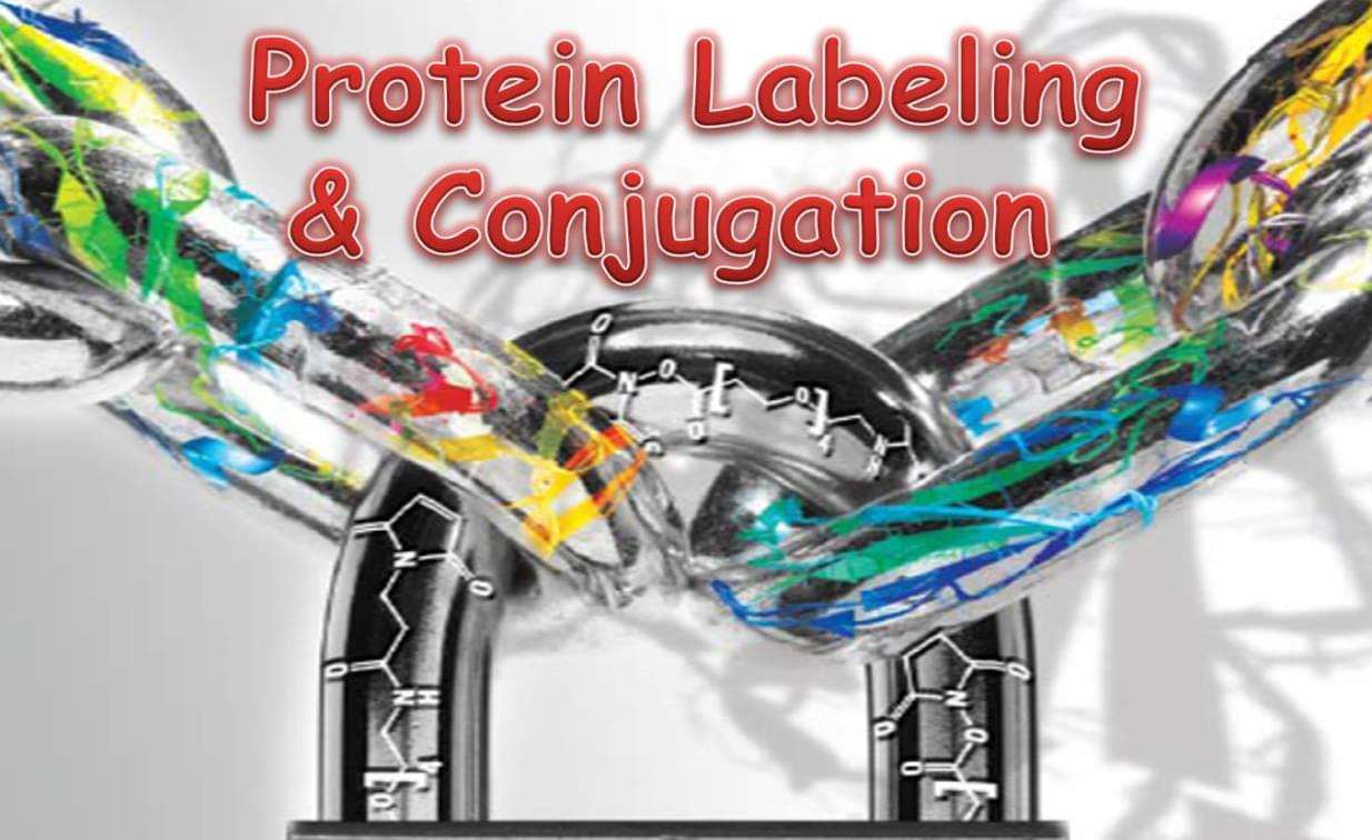 Protein Labeling